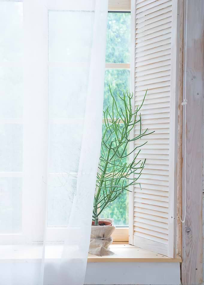 Window with plant
