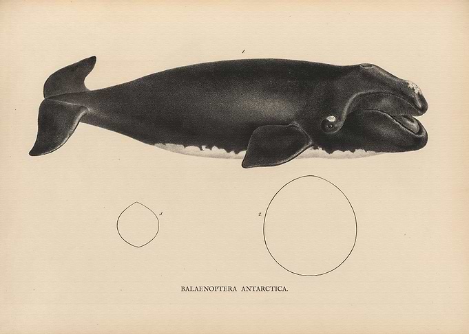 Fish structure