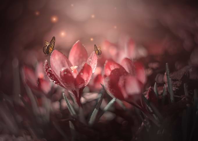 Red crocuses,spring garden