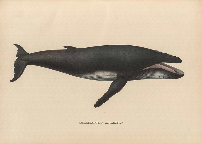 Shark Vintage