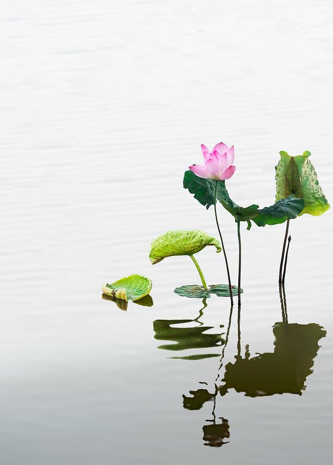 Lotus