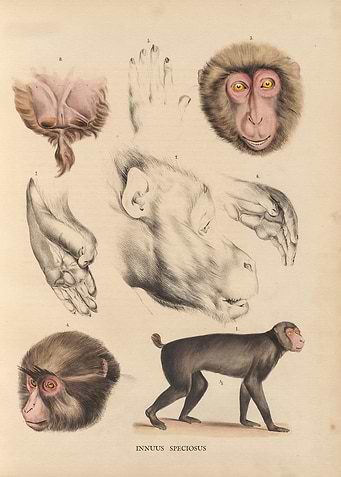 Monkey body Art