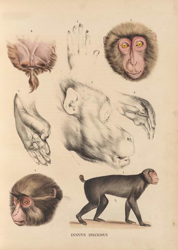 Monkey body Art