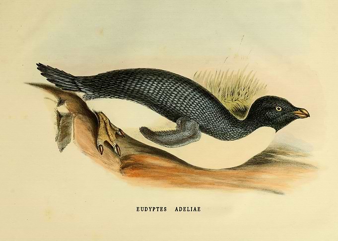 Vintage penguin