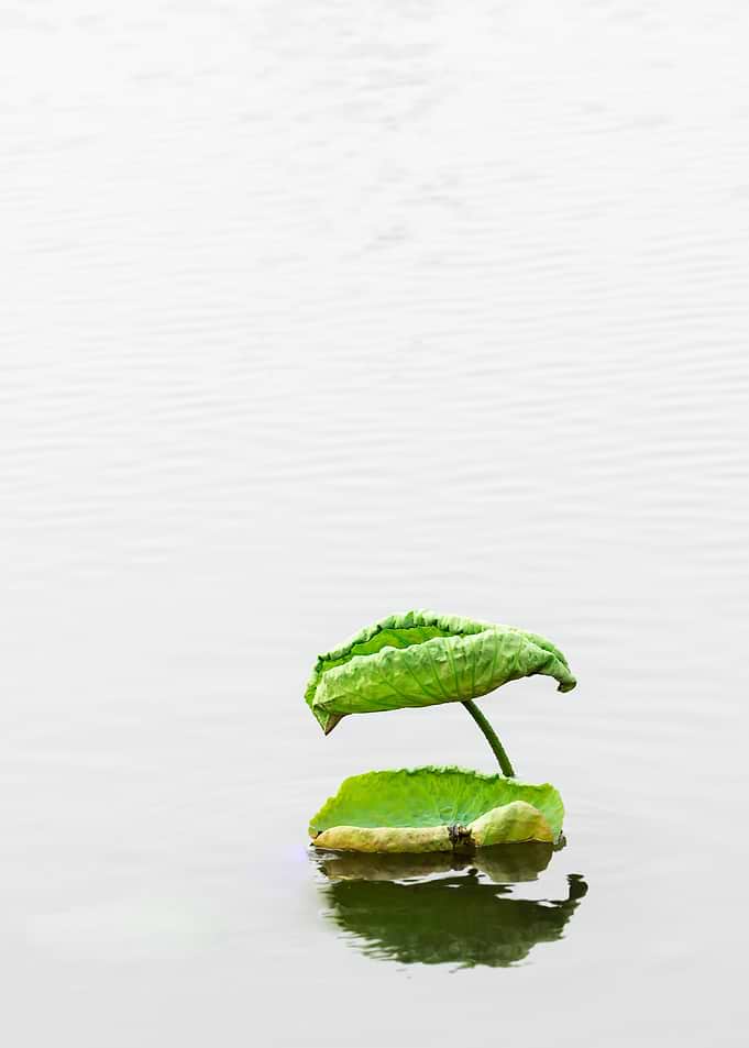 Lotus Leaf