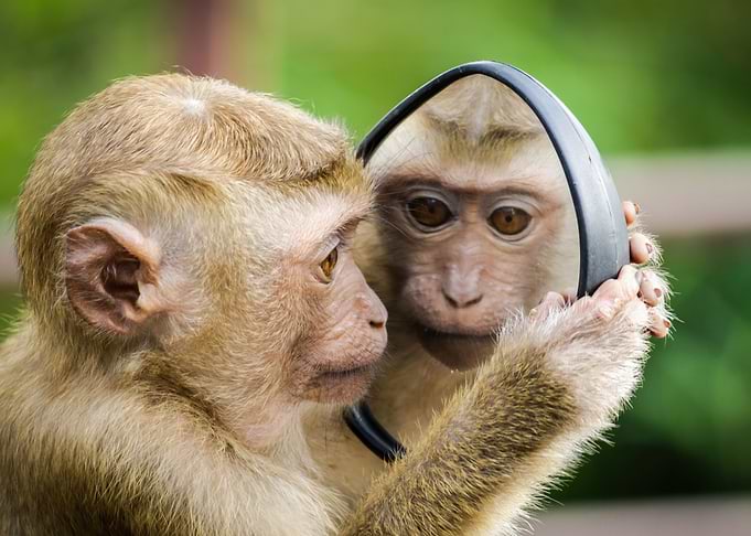 Cute baby monkey