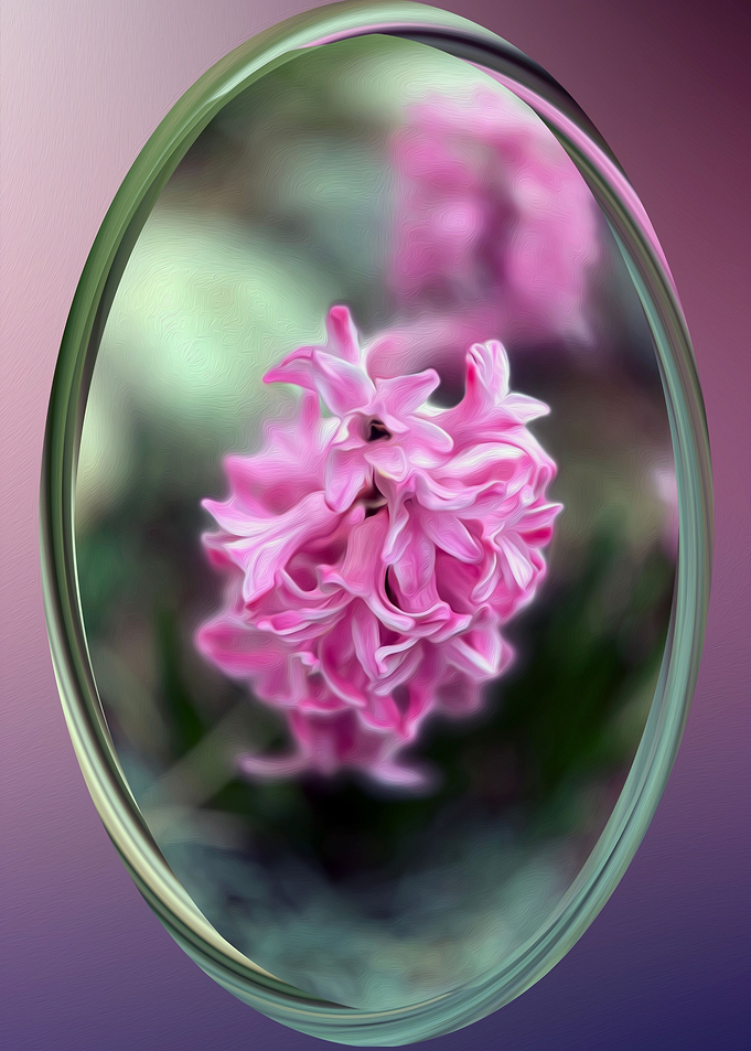 Hyacinth in spring