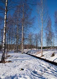 A walk in the snow