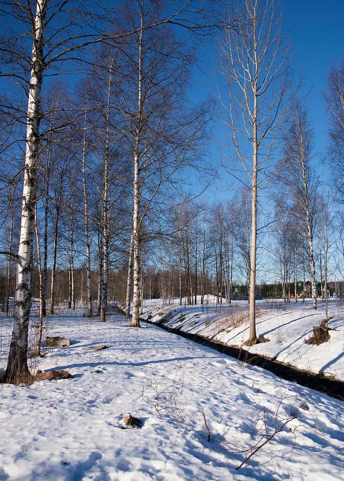 A walk in the snow