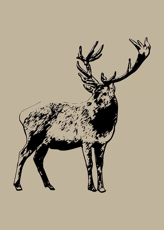 deer