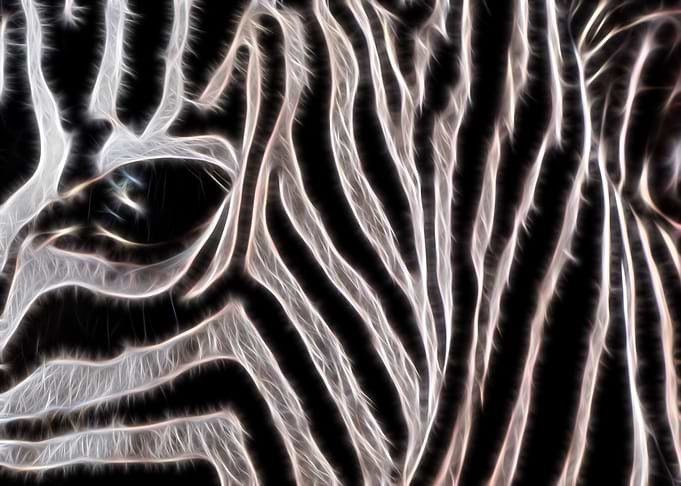 Zebra Stripes