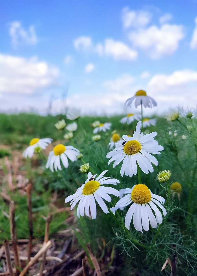 Camomile Field