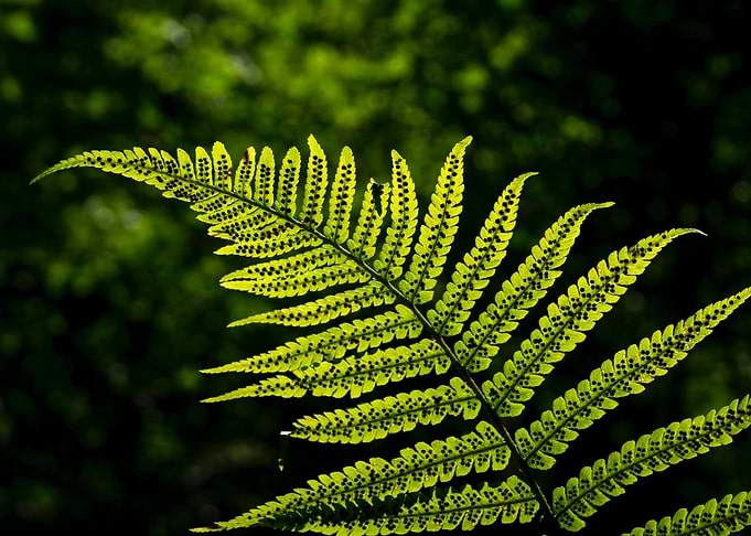 Backlit fern