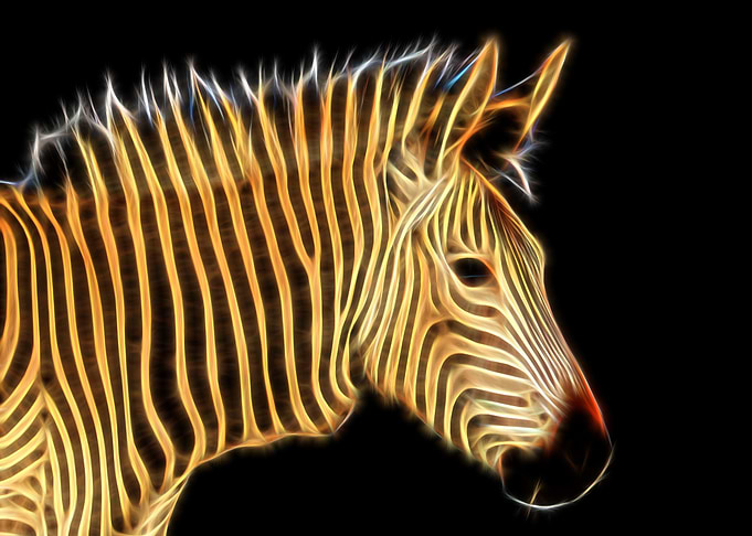 Golden Zebra