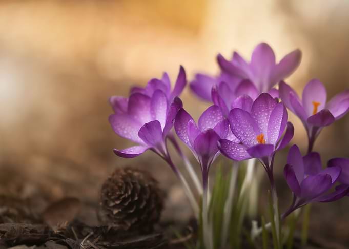 Spring flowers