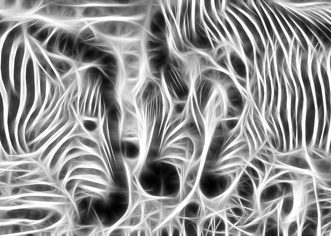 Three Zebras