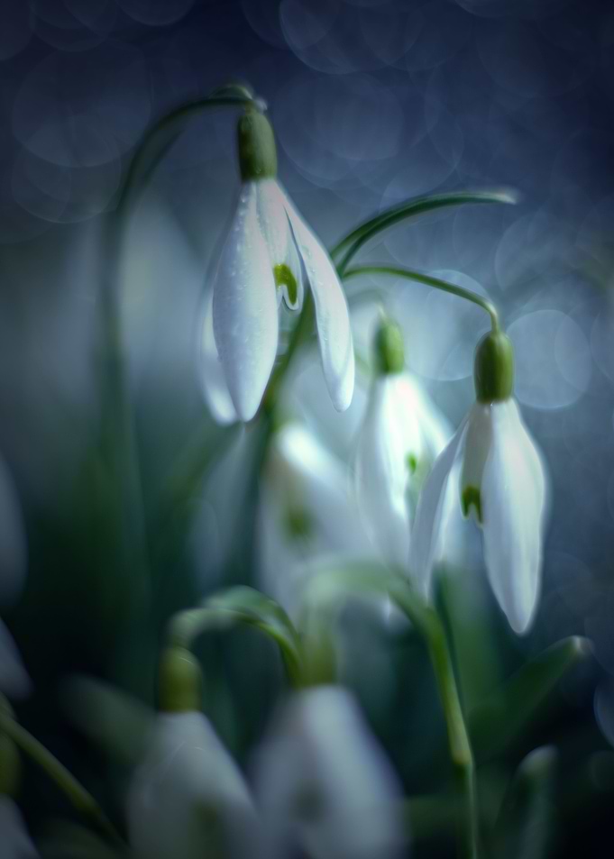White snowdrops, macro