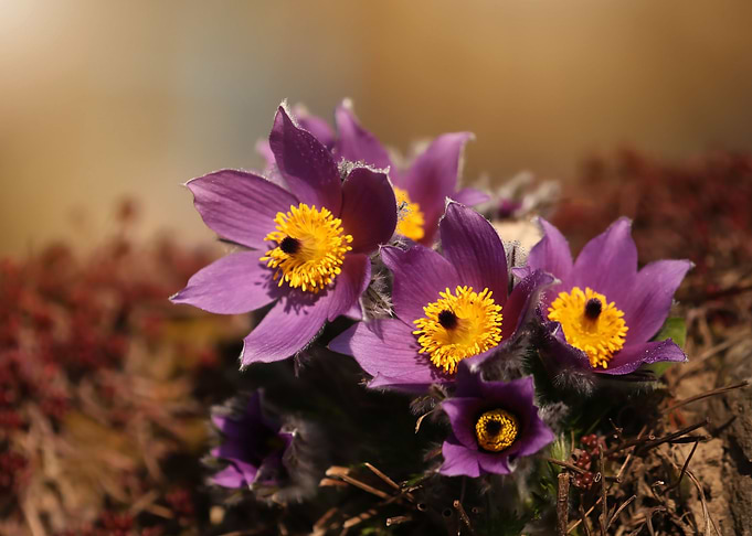 Spring flowers