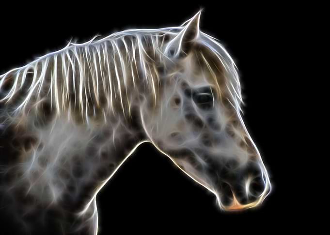 Horse Head