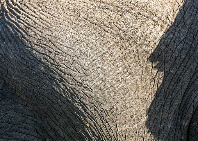 Elephant skin closeup