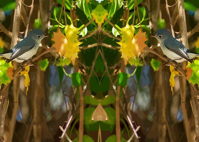Pair of Nuthatches