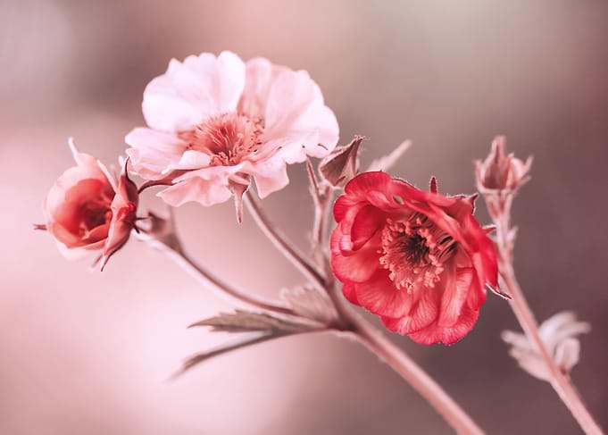 Geum flowers