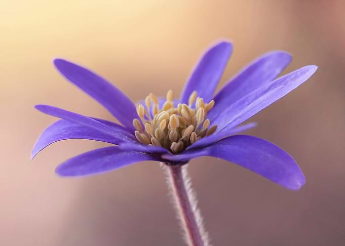 Anemone flower