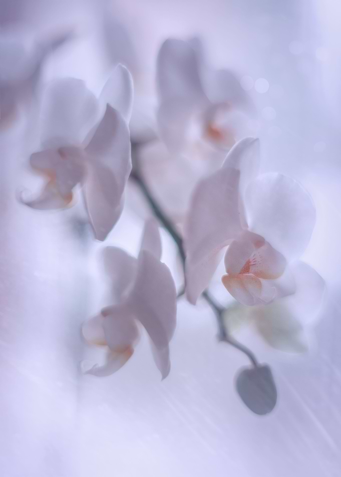 White orchid flower, macro