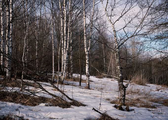 Into the woods