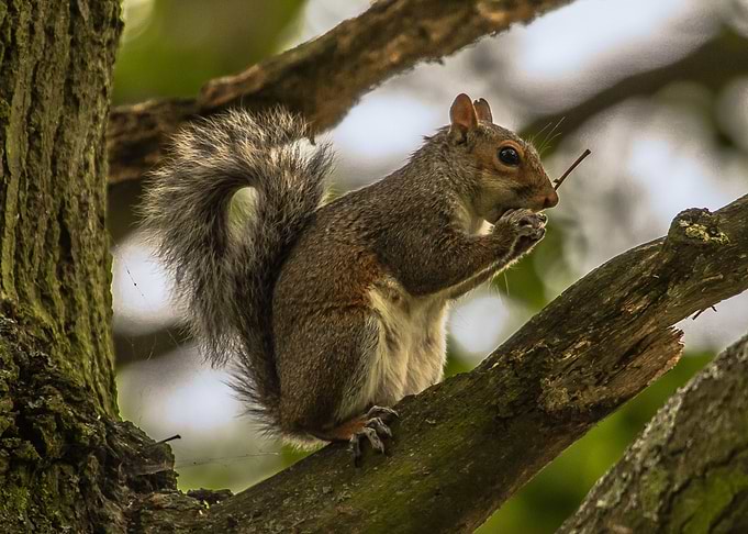 Squirrel nibbles