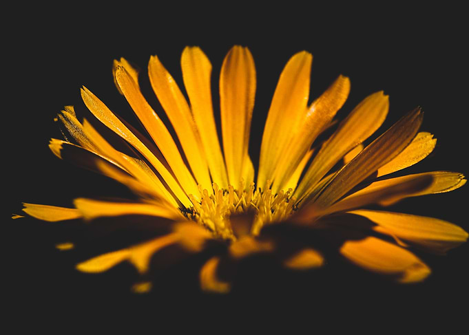 Calendula flower