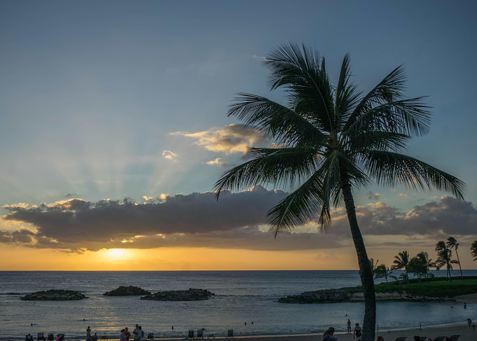 Palm tree at sunset