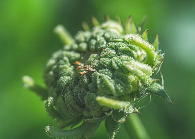 Green garden