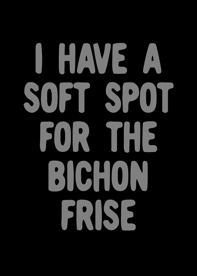 Bichon Frise