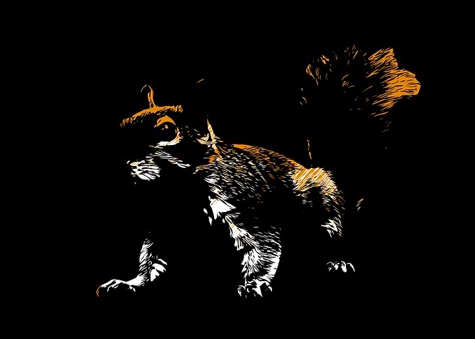 Squirrel