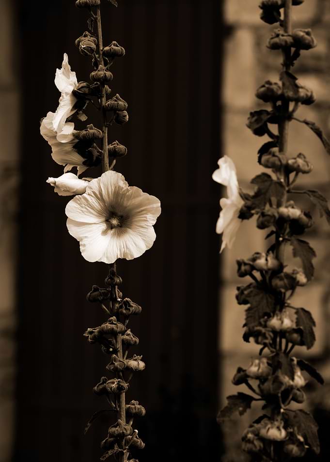 Closeup of a Hollyhock