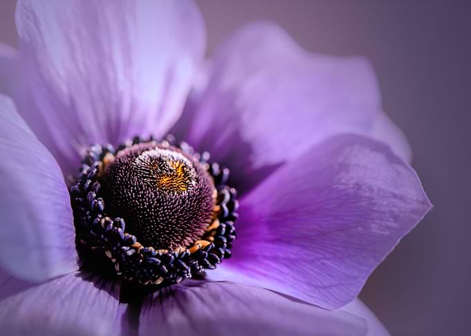 Purple anemone, macro