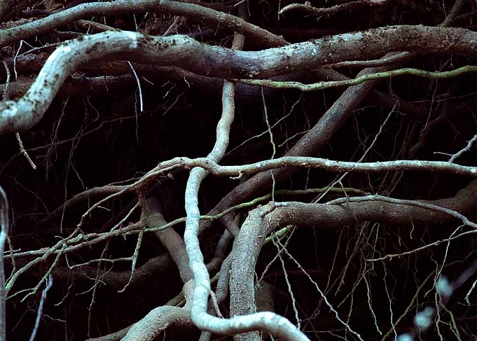 Roots