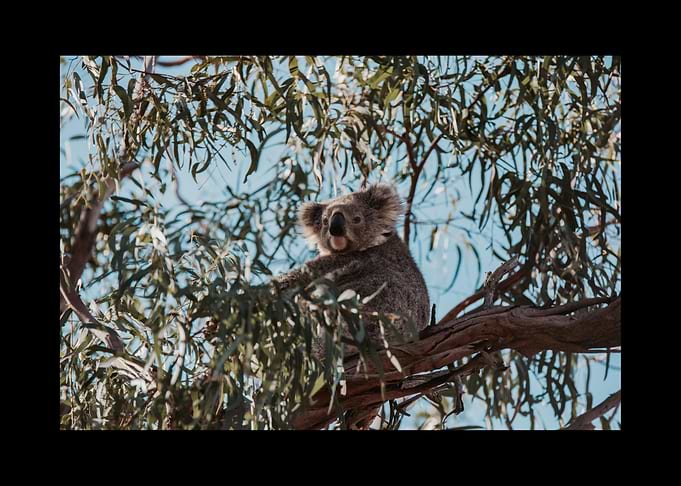 Koala