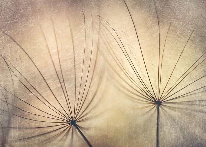 Dandelions