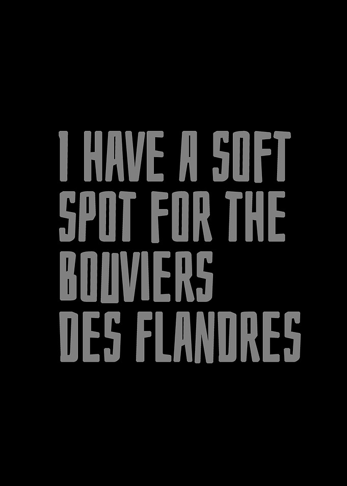 Bouviers des Flandres