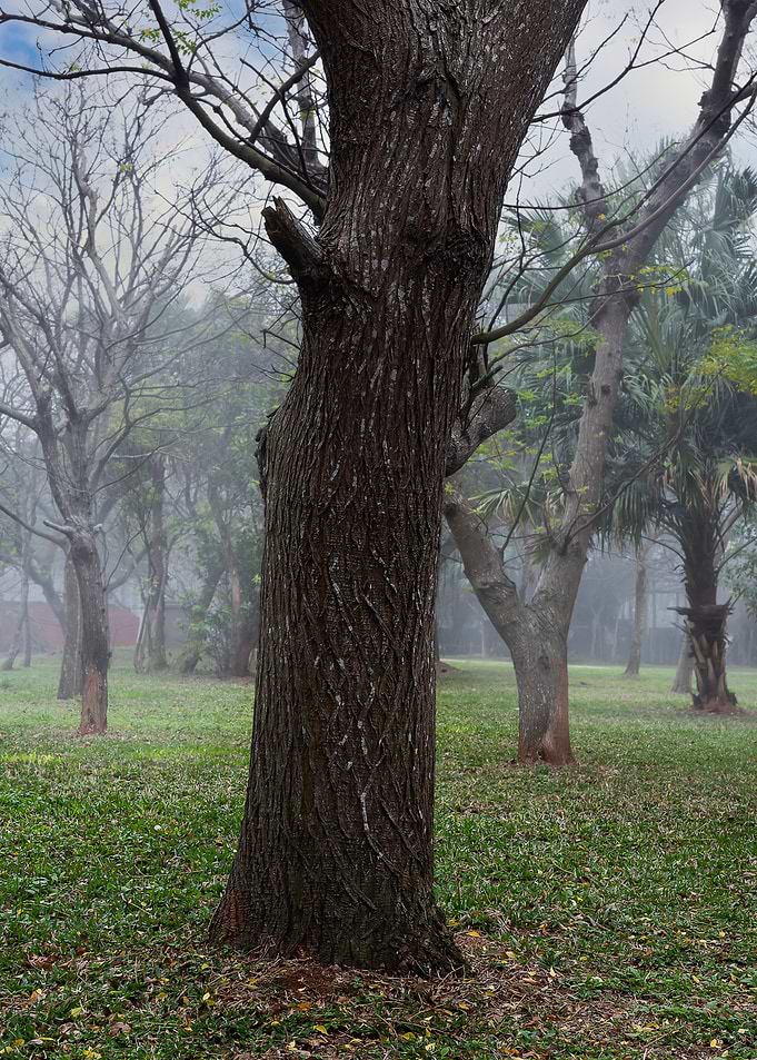 The big tree in the park