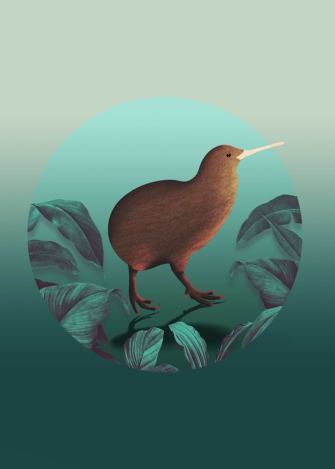 Kiwi Bird