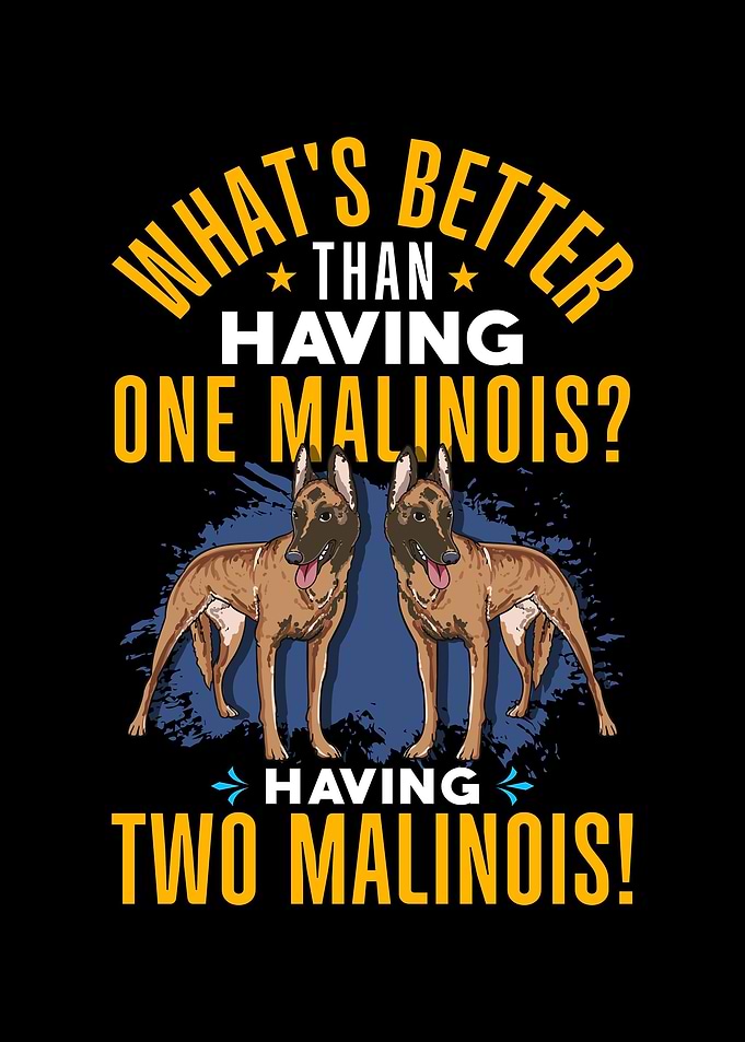 Belgian Malionis