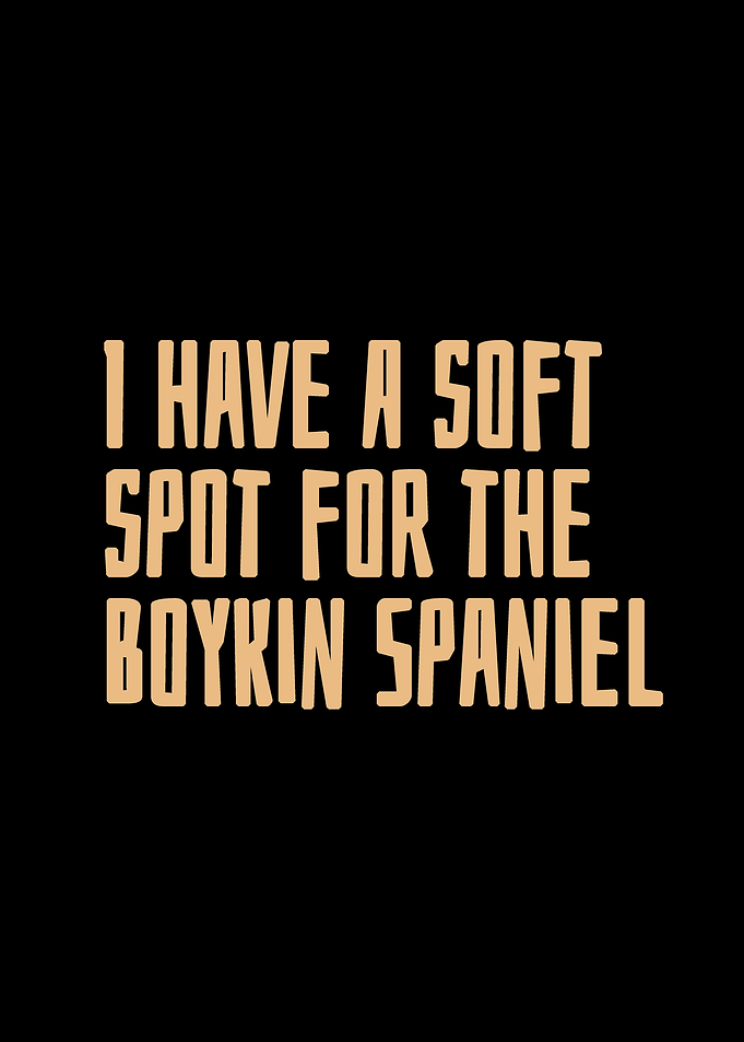 Boykin Spaniel