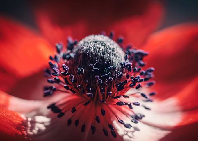 Red anemone flower, macro