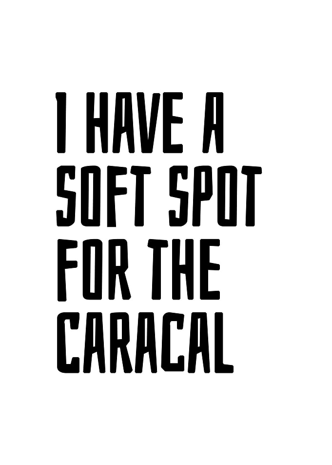 Soft spot for the caracal