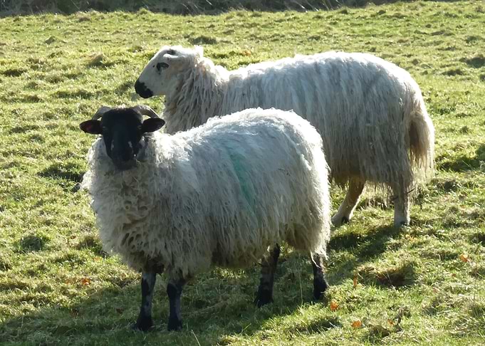 Sheep