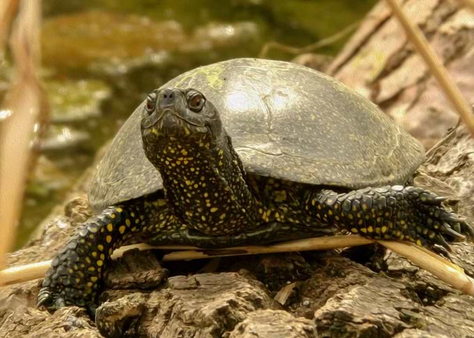Turtle