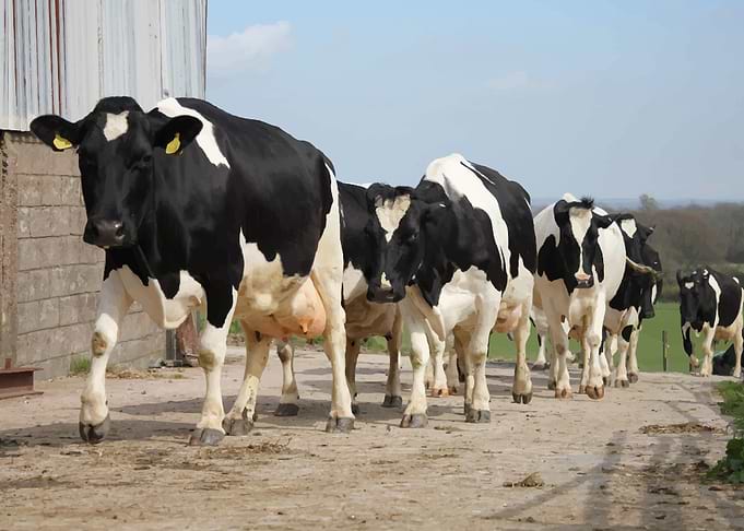 Cow